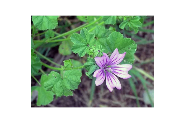 Propriet&agrave; e benefici della mucillagine di malva