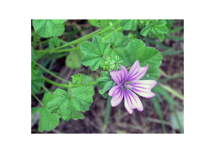 Proprietà e benefici della mucillagine di malva Proprietà e benefici della mucillagine di malva