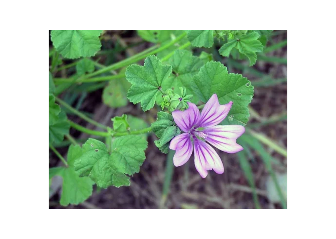 Proprietà e benefici della mucillagine di malva