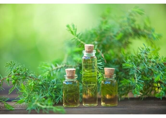 Tea Tree Oil: cosa è e quando si usa Tea Tree Oil: cosa è e quando si usa