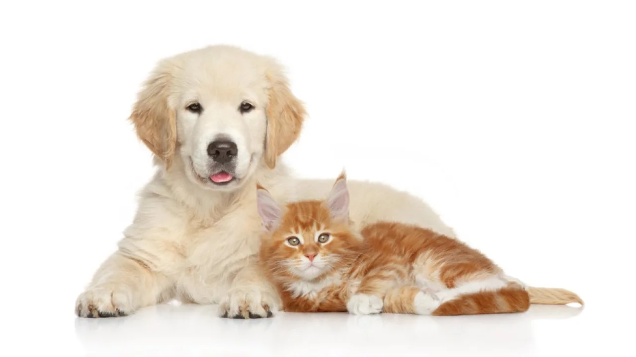 Antiparassitari per cani e gatti: tutti i consigli