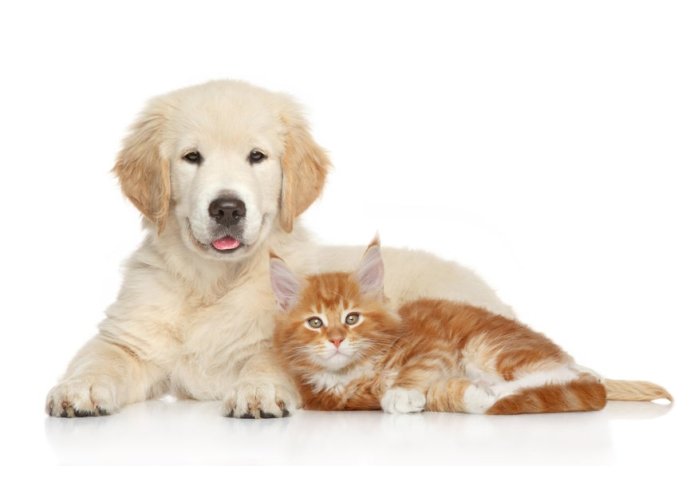 Antiparassitari per cani e gatti: tutti i consigli Antiparassitari per cani e gatti: tutti i consigli