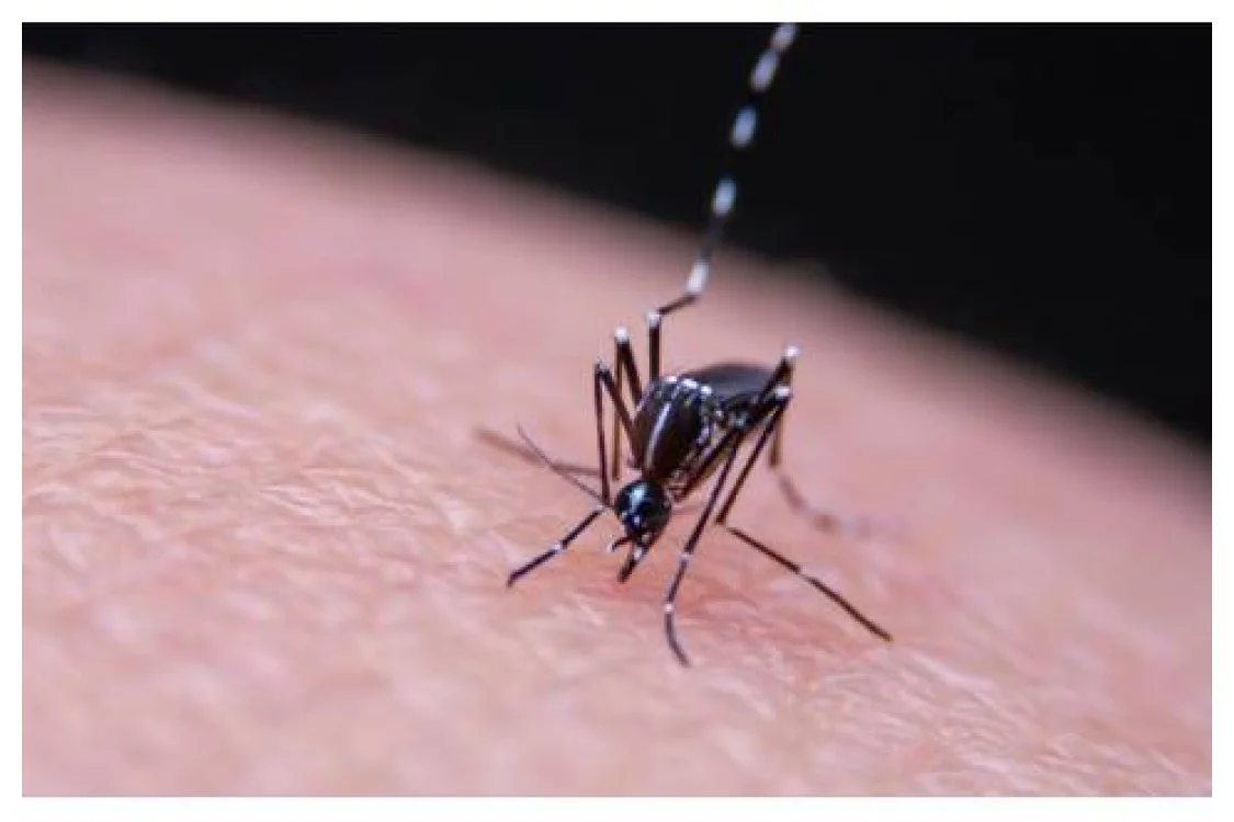 Tutto quello che c'&egrave; da sapere sulla Dengue