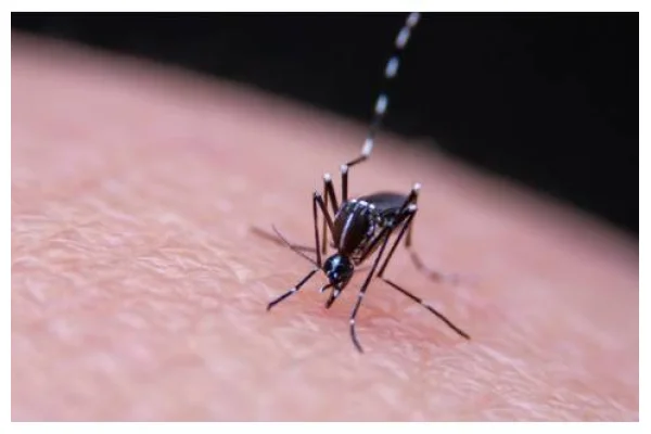 Tutto quello che c'&egrave; da sapere sulla Dengue