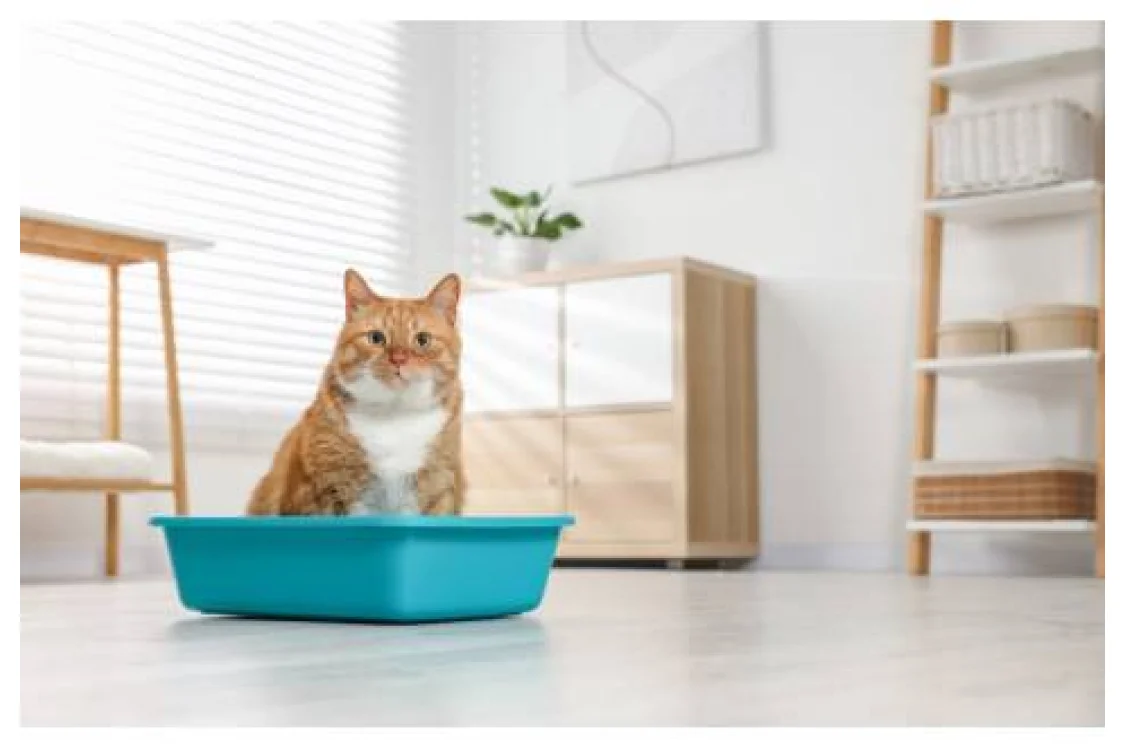 Guida alla scelta della lettiera per il gatto