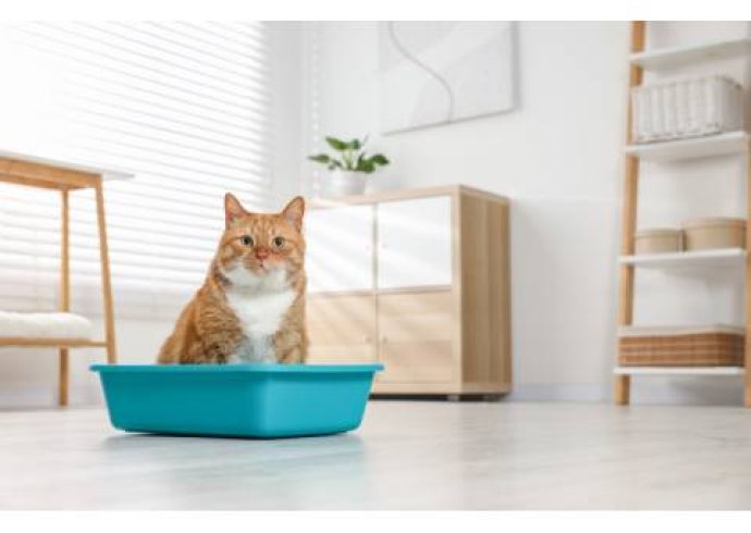 Guida alla scelta della lettiera per il gatto Guida alla scelta della lettiera per il gatto