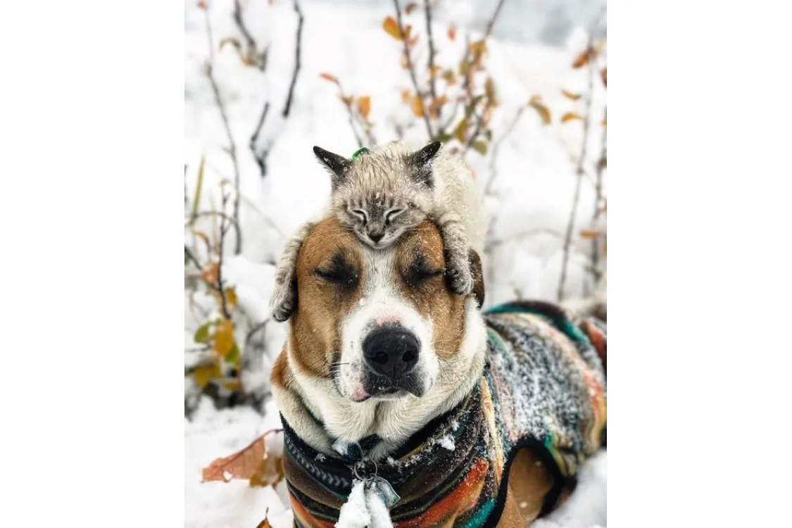 Tutto il necessario per i tuoi amici a quattro zampe