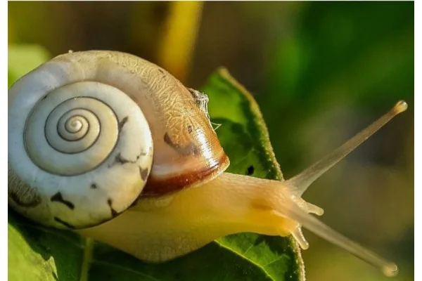 Bava di lumaca: una meravigliosa sostanza!