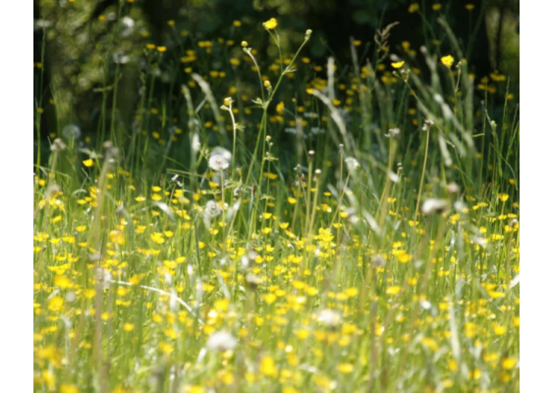 Allergia al polline: sintomi, rimedi e consigli