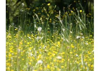 Allergia al polline: sintomi, rimedi e consigli