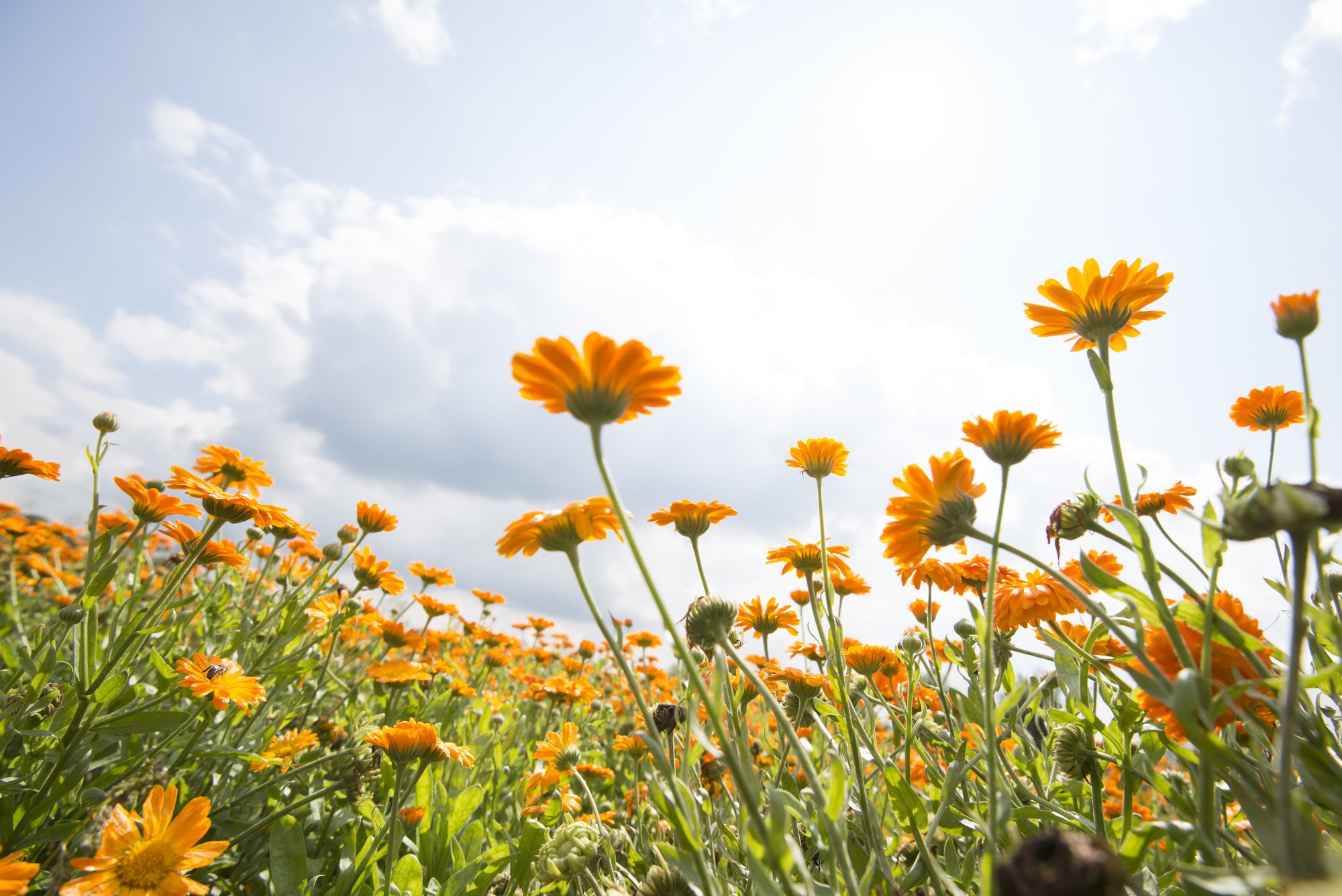 calendula