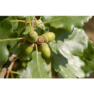 Schwabe Pharma Oak Fiore di Bach "Durezza e Fermezza" 20 ml