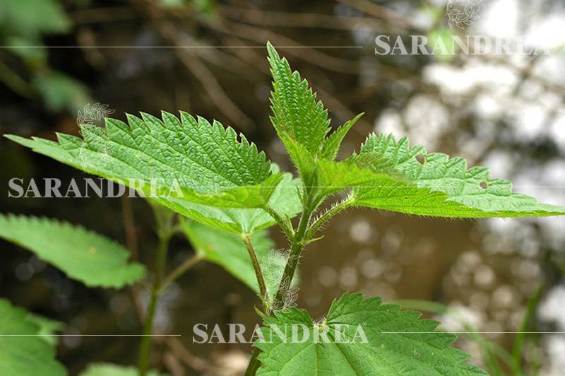 Sarandrea Marco Ortica Estratto