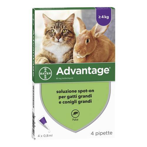 Bayer Advantage Spot - On 80 Antiparassitario per gatti e conigli 4 pipette