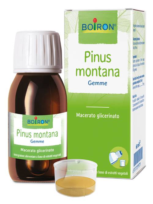 Pinus Montana Macerato Glicerico 60 Ml Int