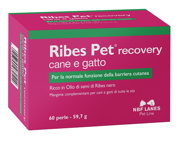 RIBES PET RECOVERY 60PRL
